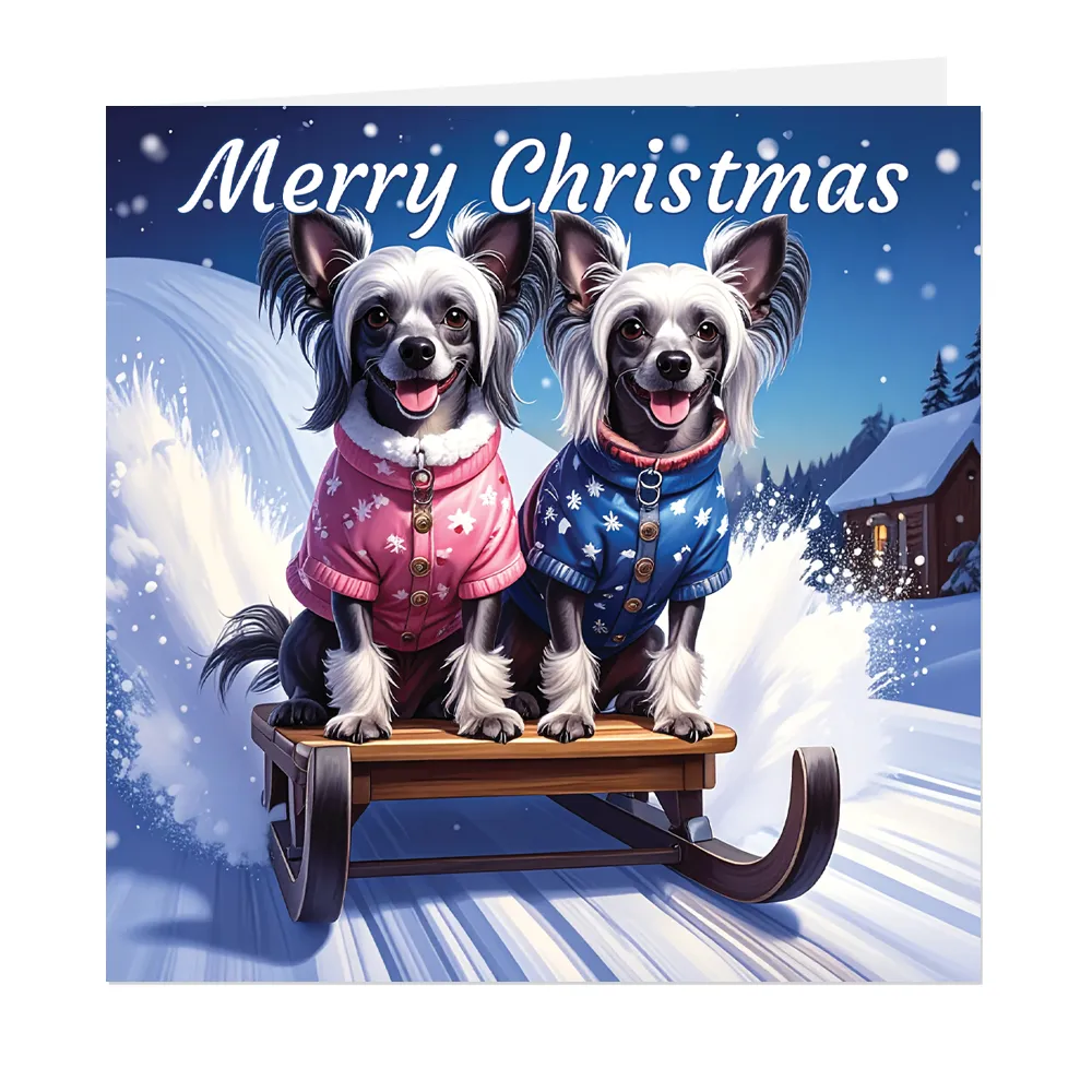 Chinese Crested Sled Ride Christmas Card