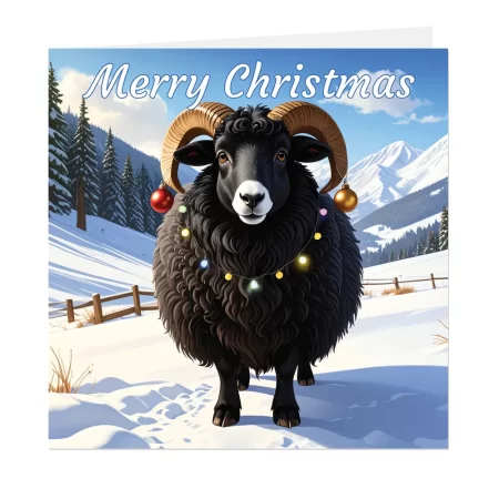 black sheep christmas card